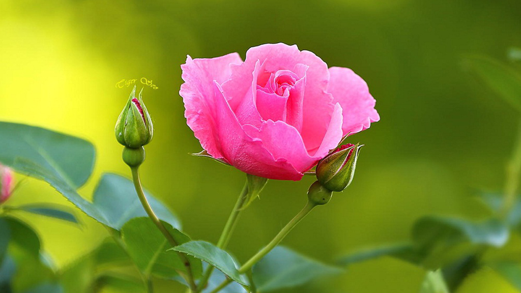 Roze roos voor Individueel