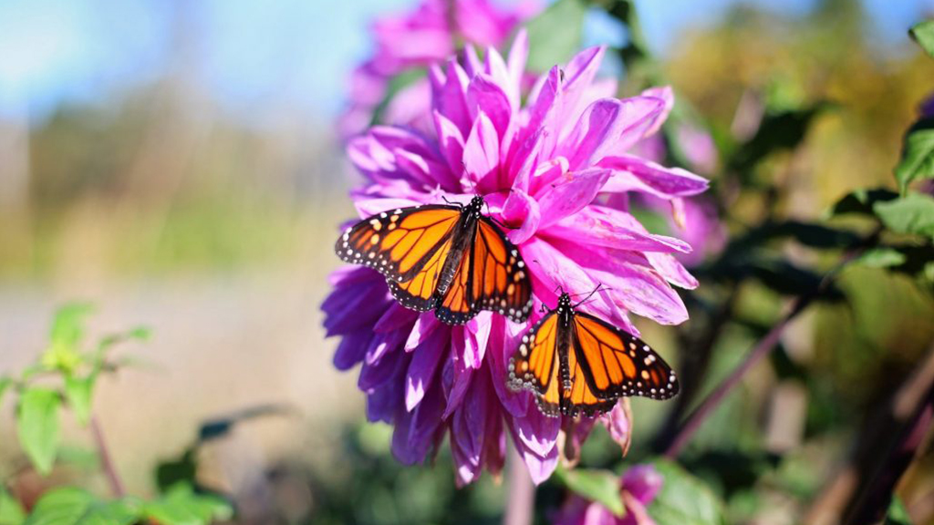 Vlinder op paarse bloem Agenda